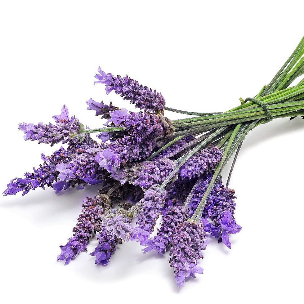 Lavender.jpg